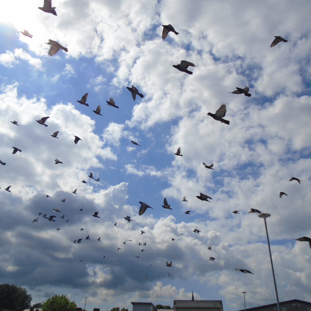 A flock of pigeons in flight, silhouetted against a blue sky with clouds